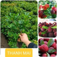 CÂY THANH MAI GHÉP CAO 40-45CM  QUẢ NGỌT