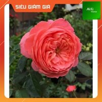 [Cây Thật] Cây Hoa Hồng Ngoại Flamingo Rose, Màu Hồng Cam Rực Rỡ,Hoa khá lâu tàn