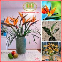 Cây thiên điểu cây hoa đẹp trang trí cho ban công và khu vườn của bạn thêm nổi bật và độc đáo