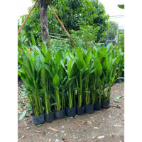 Cây Thiên Điểu ( chuối Mỏ Két) trang trí ngoại thất, trồng cảnh quan sân vườn