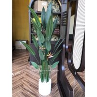 Cây thiên điểu giả 1,6m