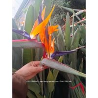 Cây Thiên Điểu Mỏ Hạc - ảnh thực tế