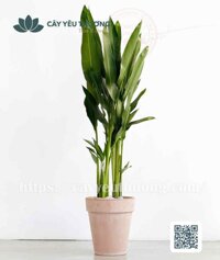 Cây thiên điểu (mỏ két) Chậu đất nung trồng cây loại lớn