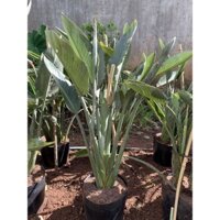 Cây Thiên Điểu (Strelitzia reginae)
