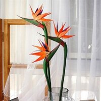 Cây thiên điểu trồng chậu C9 - Strelitzia reginae
