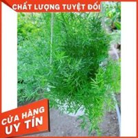 Cây thiên môn đông chậu treo to đẹp