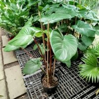 Cây Thiên Niên Kiện