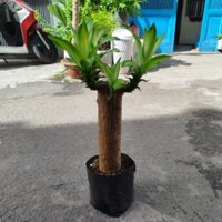 Cây Thiết Mộc Lan ( 1 thân )