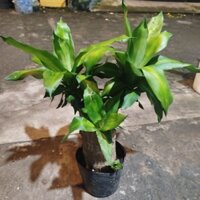 Cây Thiết Mộc Lan ( 1 thân 40cm )