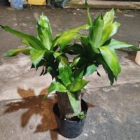 Cây Thiết Mộc Lan ( 1 thân 40cm )