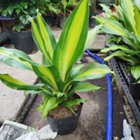 Cây Thiết Mộc Lan ( cây phát tài )