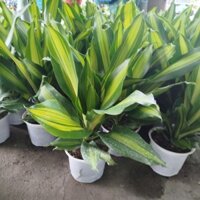 Cây Thiết Mộc Lan Lá ( thiết mộc lan) hàng đẹp