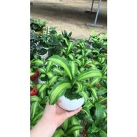 Cây thiết mộc lan (mksieko)