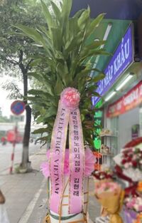 Cây thiết mộc lan mừng khai trương người Hàn Quốc