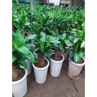 Cây thiết mộc lan