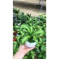 Cây thiết mộc lan