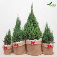 CÂY THÔNG NOEL - CÂY SƠN TÙNG NOEL  [VƯỜN CÂY NHÀ NGỌT]