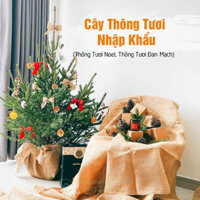 Cây Thông Tươi Nhập Khẩu