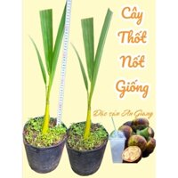 Cây thốt nốt giống ( cây thốt lốt) cây trồng làm cảnh, sân vườn, biệt thự... Đặc sản An Giang