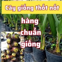 Cây thốt nốt giống combo 2 cây