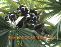 Cây Thốt Nốt