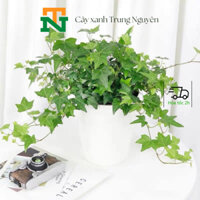 Cây thường xuân, thường xuân cẩm thạch, cây rủ ban công,tường.