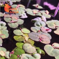 Cây thuỷ sinh Bèo rễ đỏ (5 ngọn)