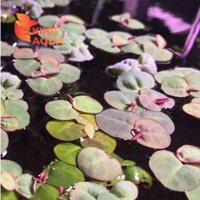 Cây thuỷ sinh Bèo rễ đỏ (5 ngọn)