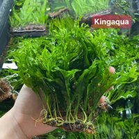 Cây thủy sinh Dương xỉ sừng hươu Thủy mộc
