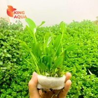 Cây thuỷ sinh Lan nước (bó to)