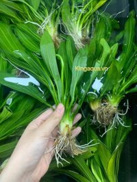 Cây thuỷ sinh lưỡi mèo (Mini)