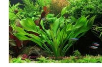 Cây Thủy Sinh Lưỡi Mèo