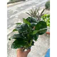 Cây Thuỷ Sinh - RÁY LÁ ĐẠI