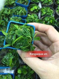 Cây thuỷ sinh ráy lưỡi hổ mini