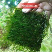 Cây thủy sinh Rêu Flame