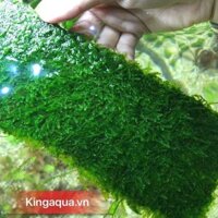 Cây thủy sinh - Rêu minitaiwan vỉ to
