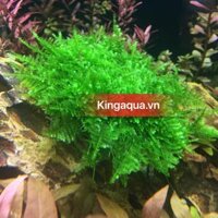 Cây thủy sinh - Rêu Minitaiwan