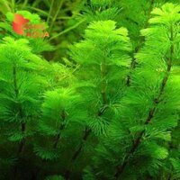 Cây thuỷ sinh - Rong lụa