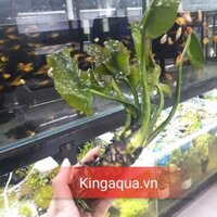 Cây thuỷ sinh súng xanh