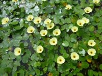 Cây Thủy Sinh Thủy Quỳnh