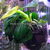 CÂY THỦY SINH TRẦU ECHINODORUS IGUAZU 2009 | CHUYÊN HÚT ĐỘC ĐỐ NỀN THỦY SINH NUÔI TÉP KIỂNG