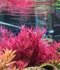 Cây Thủy Sinh Vảy Ốc Hồng