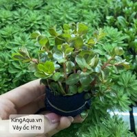 Cây thuỷ sinh Vảy ốc h’ra (Hậu cảnh)