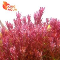 Cây thủy sinh vảy ốc siêu đỏ (Hậu cảnh)