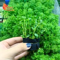 Cây thủy sinh Vảy ốc xanh bò (Trung cảnh)