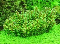 Cây Thủy Sinh Vảy Ốc Xanh Bò