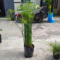 Cây Thủy Trúc Thái ( hàng đẹp )