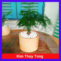 Cây thủy tùng - Cây cảnh để bàn