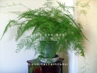 Cây Thủy tùng để bàn