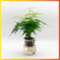 Cây thủy tùng trồng thủy sinh cao 25cm, bụi lá xum xuê, cây phong thuỷ để bàn